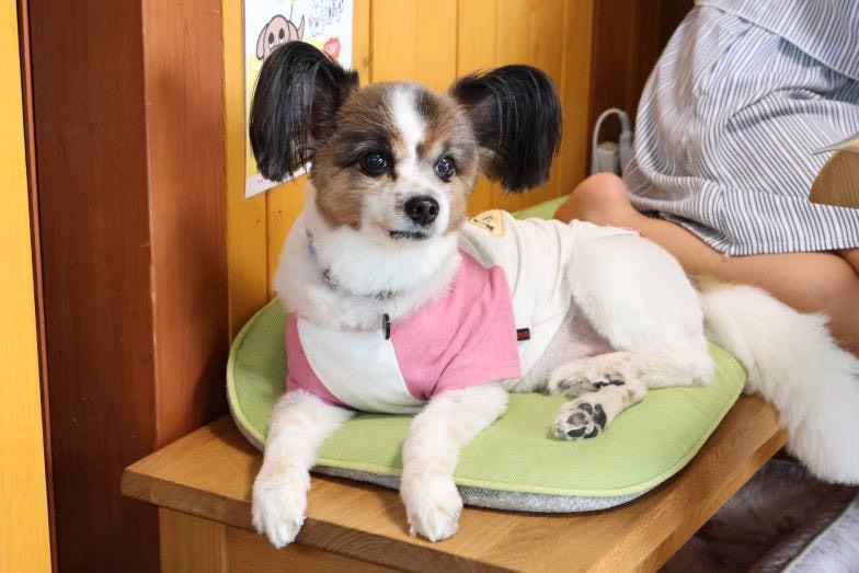 看板犬