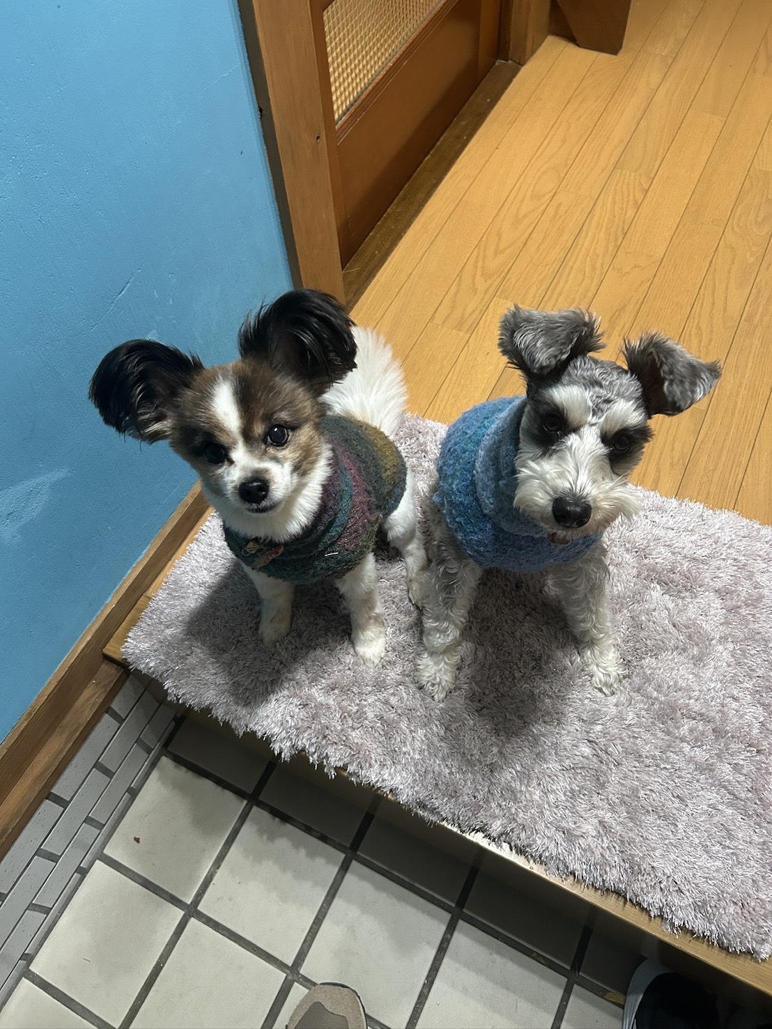 看板犬たち