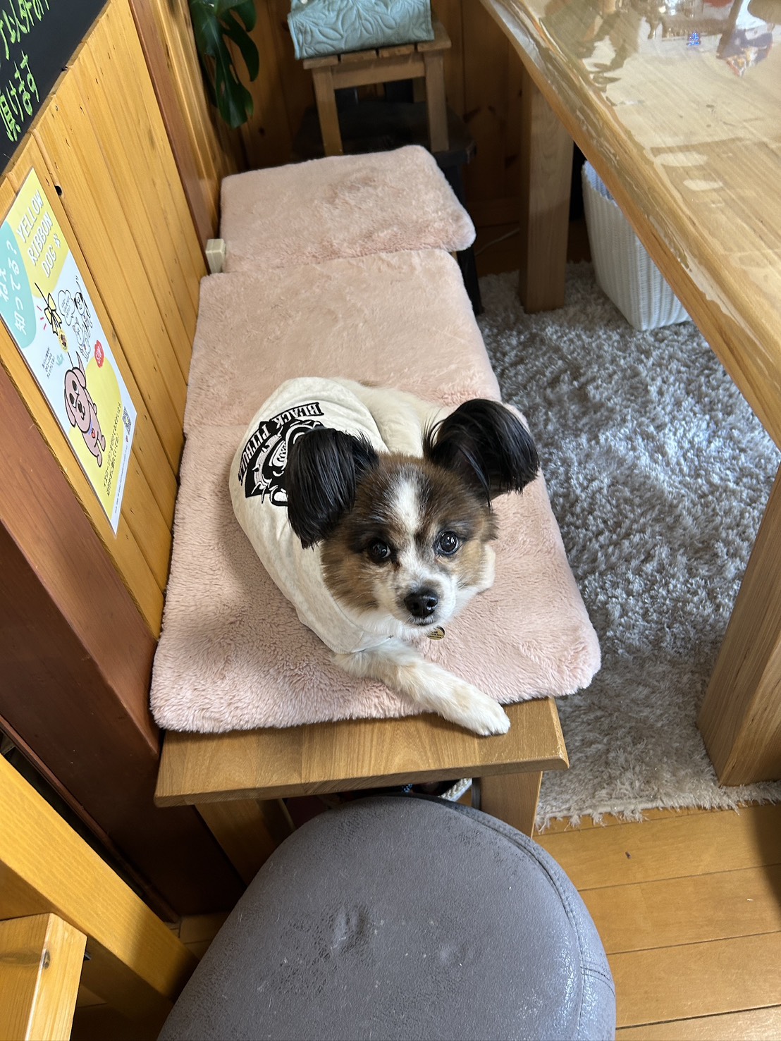 看板犬
