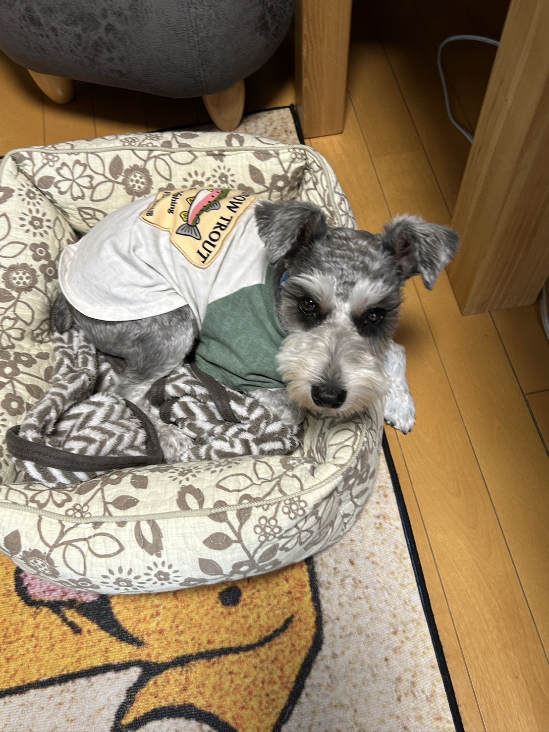 看板犬