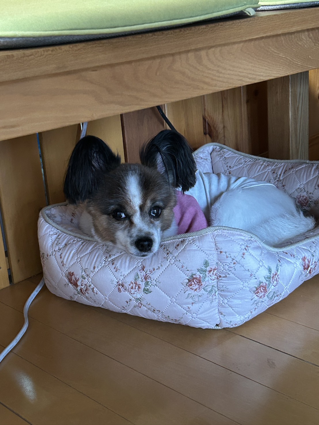 看板犬